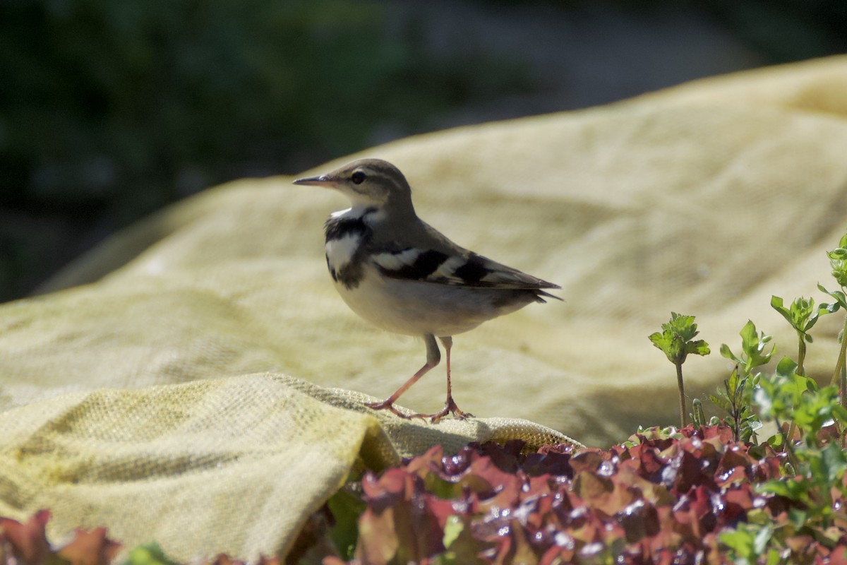 Forest Wagtail - ML619166416