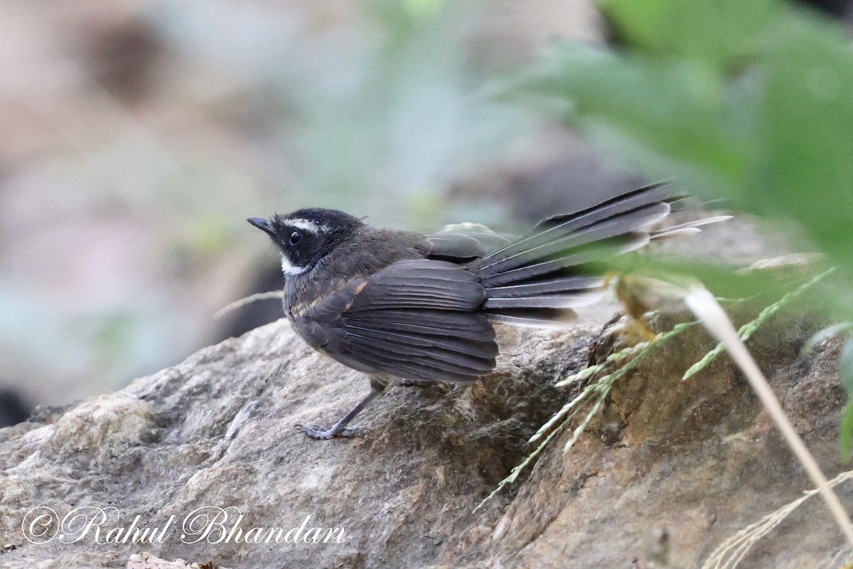 Spot-breasted Fantail - ML619166420