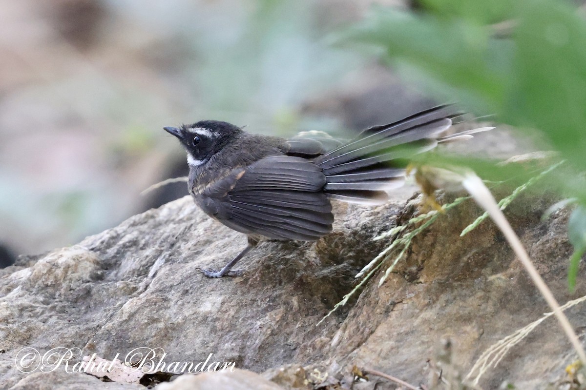 Spot-breasted Fantail - ML619166421