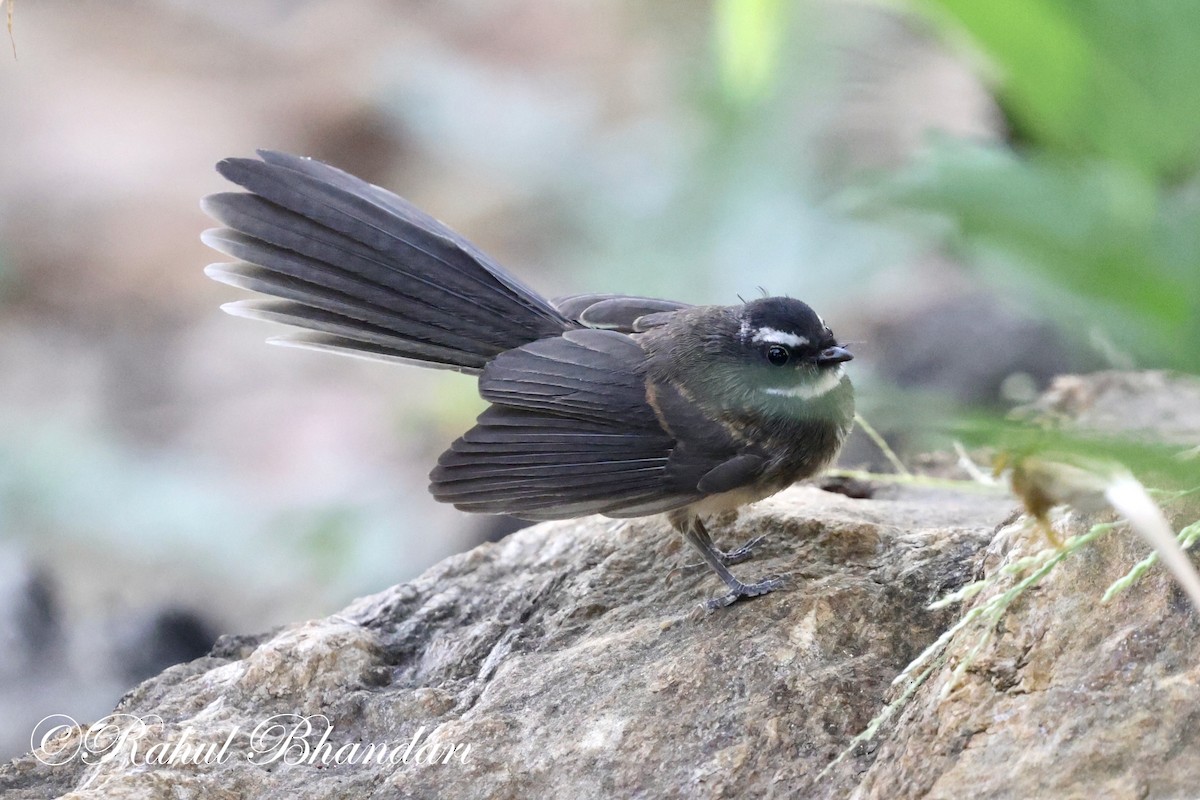 Spot-breasted Fantail - ML619166422