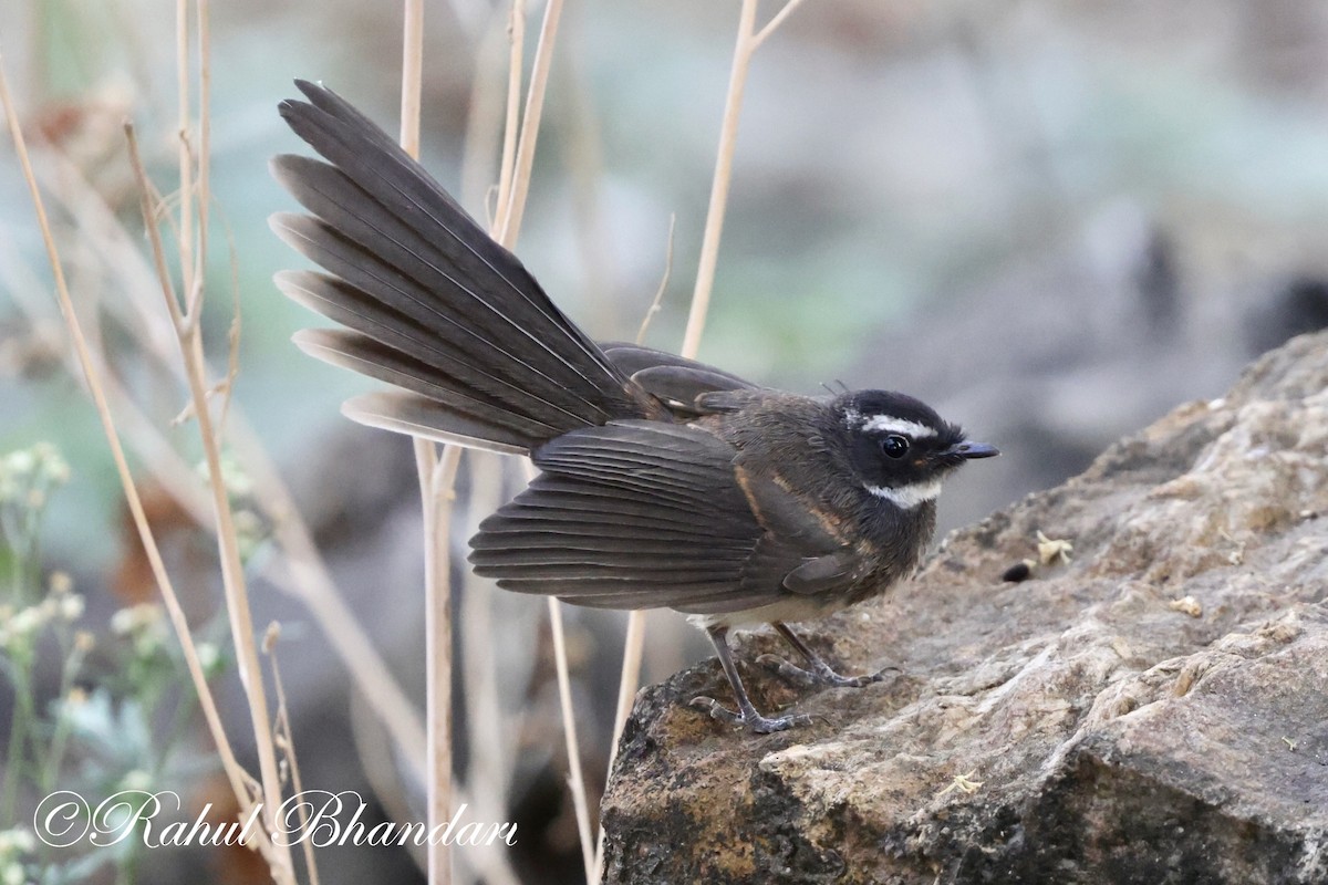 Spot-breasted Fantail - ML619166423