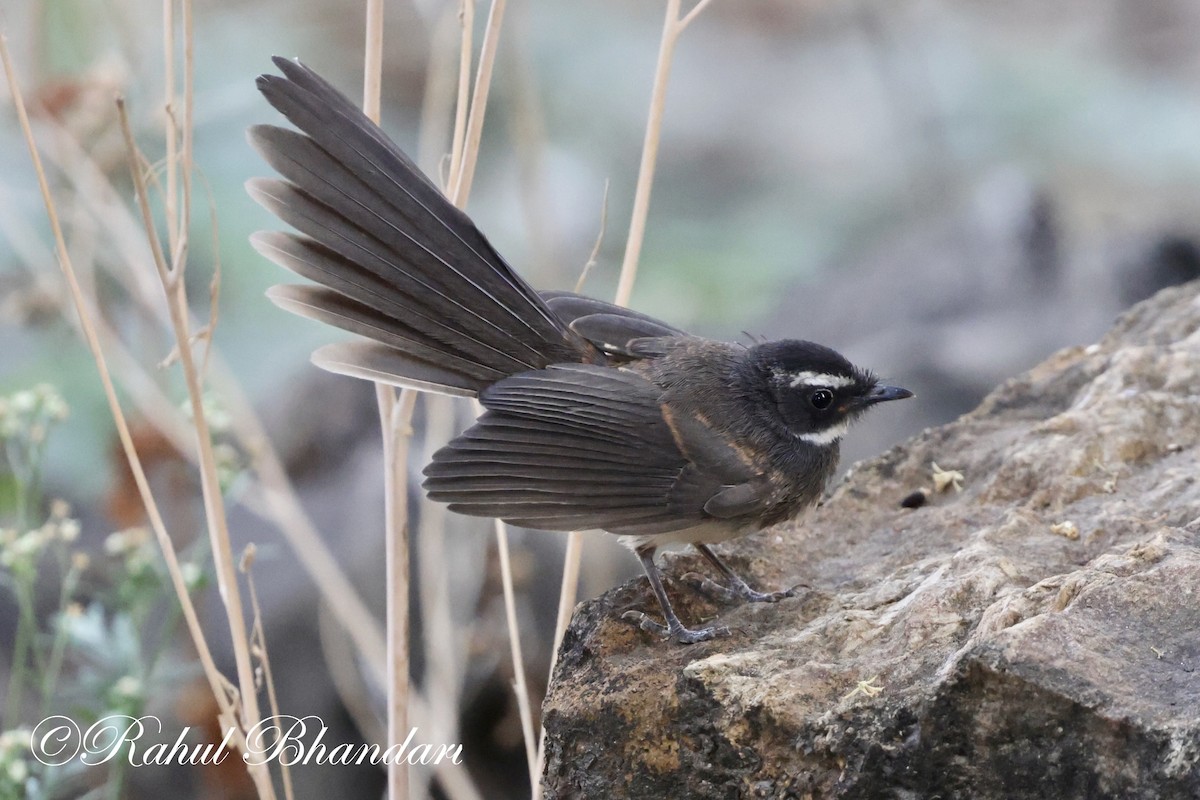 Spot-breasted Fantail - ML619166424