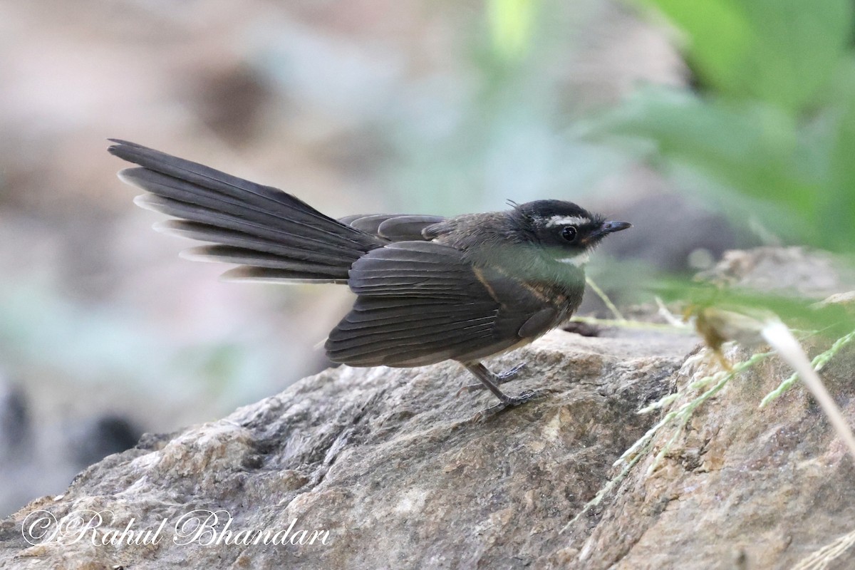 Spot-breasted Fantail - ML619166425