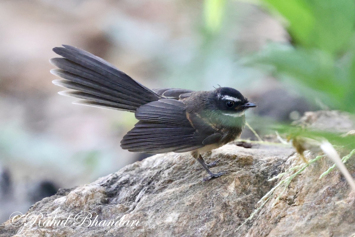 Spot-breasted Fantail - ML619166426