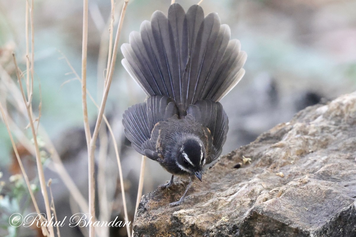 Spot-breasted Fantail - ML619166427
