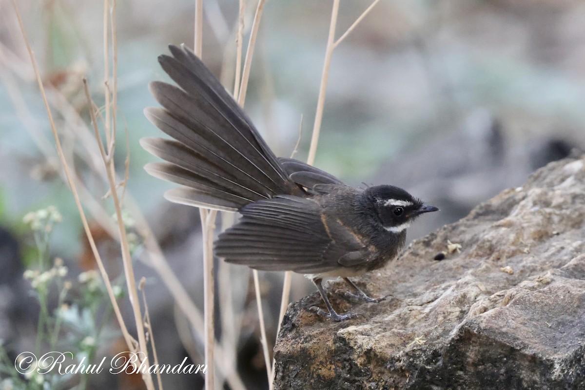 Spot-breasted Fantail - ML619166428