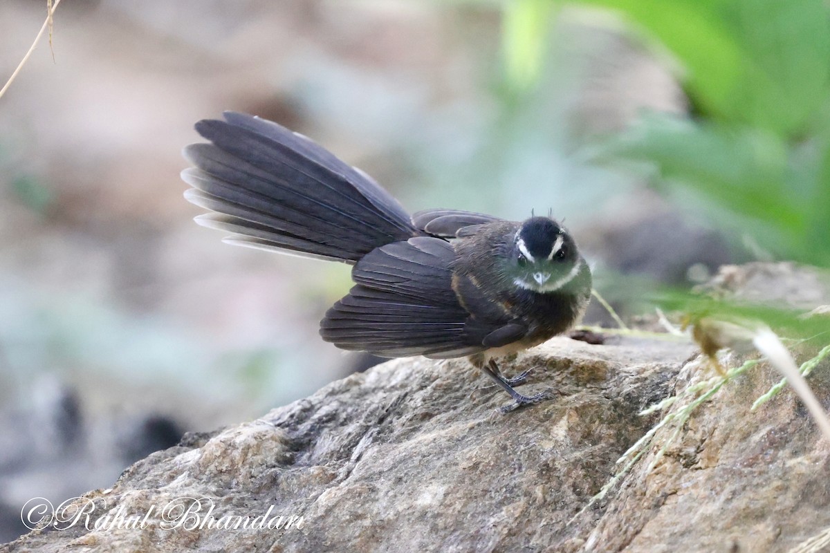 Spot-breasted Fantail - ML619166429