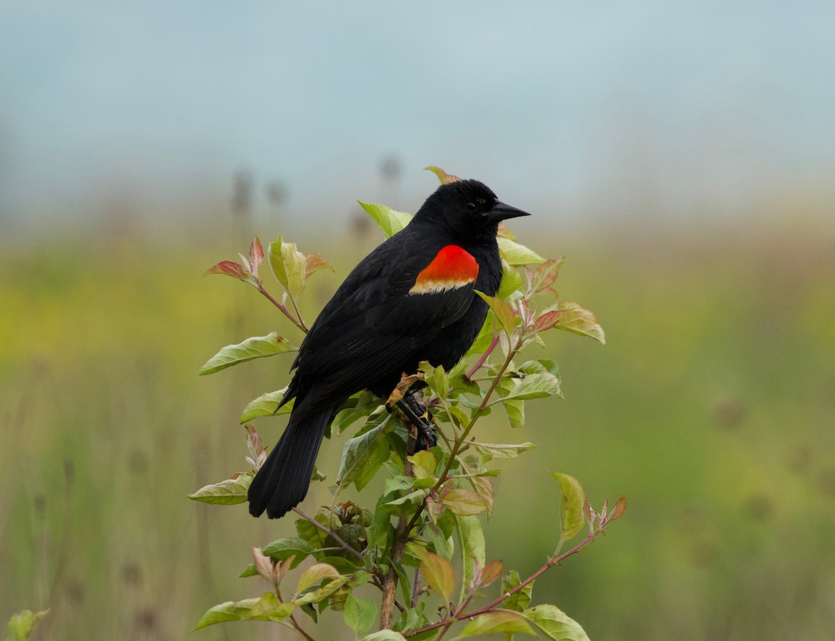 Red-winged Blackbird - ML619166449