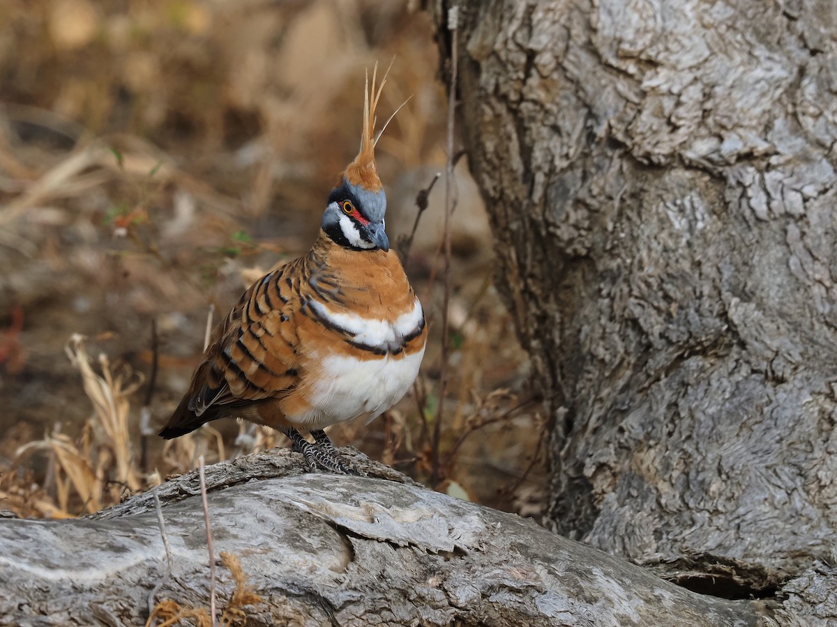 Spinifex Pigeon - ML619166454