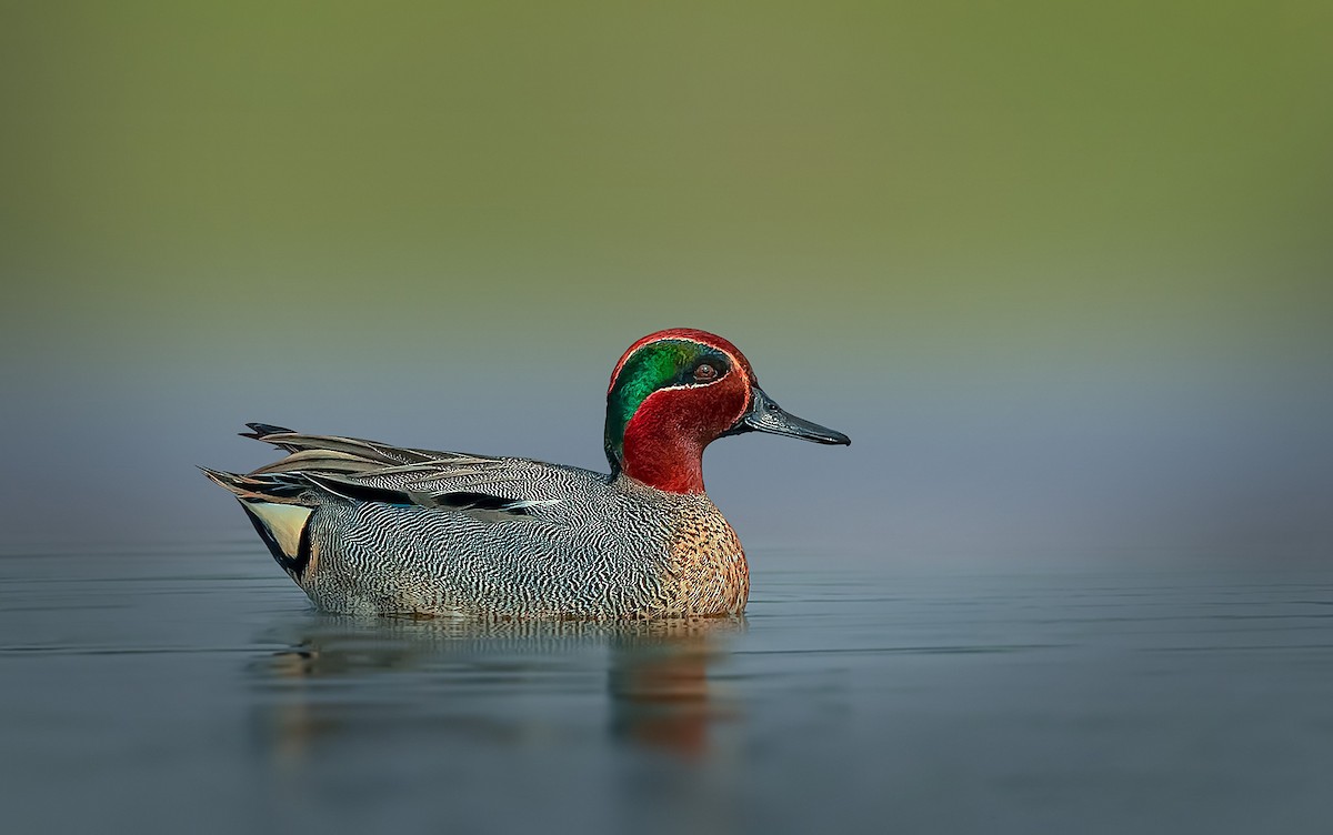 Green-winged Teal - ML619166505