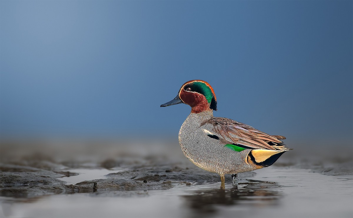 Green-winged Teal - ML619166506