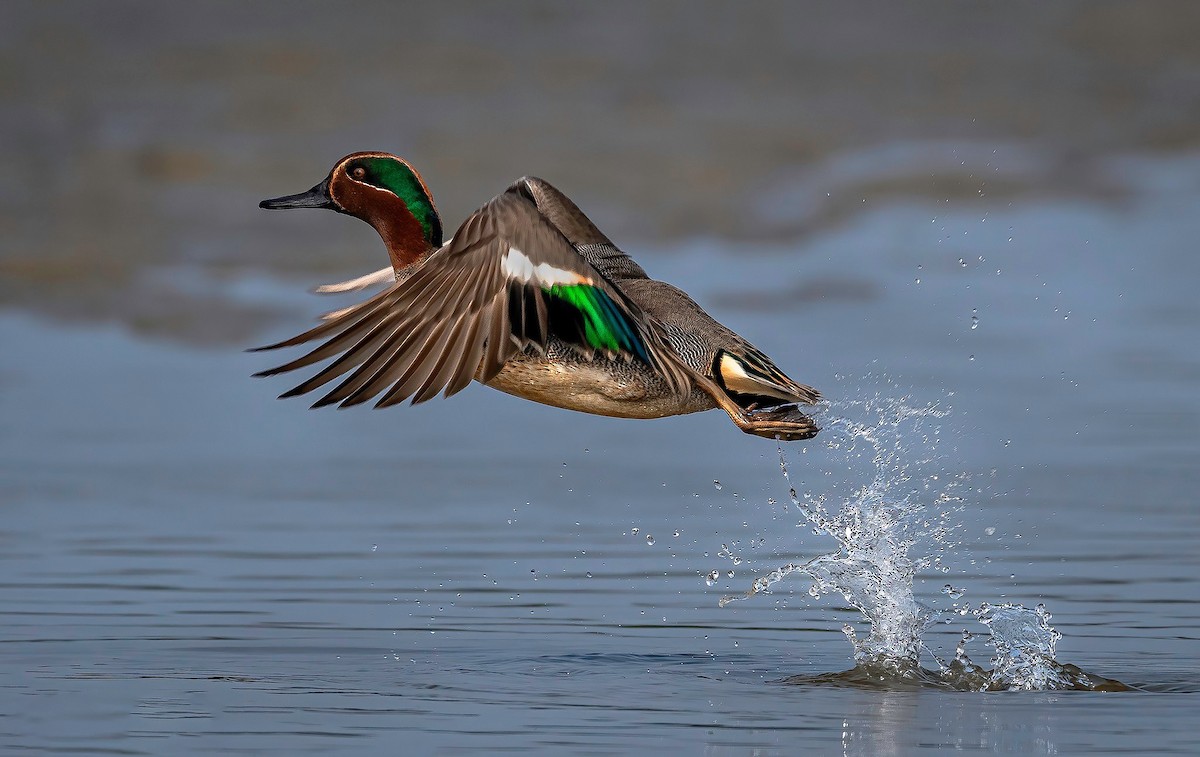 Green-winged Teal - ML619166508