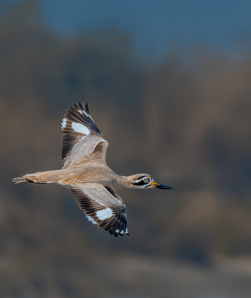 Great Thick-knee - ML619166536