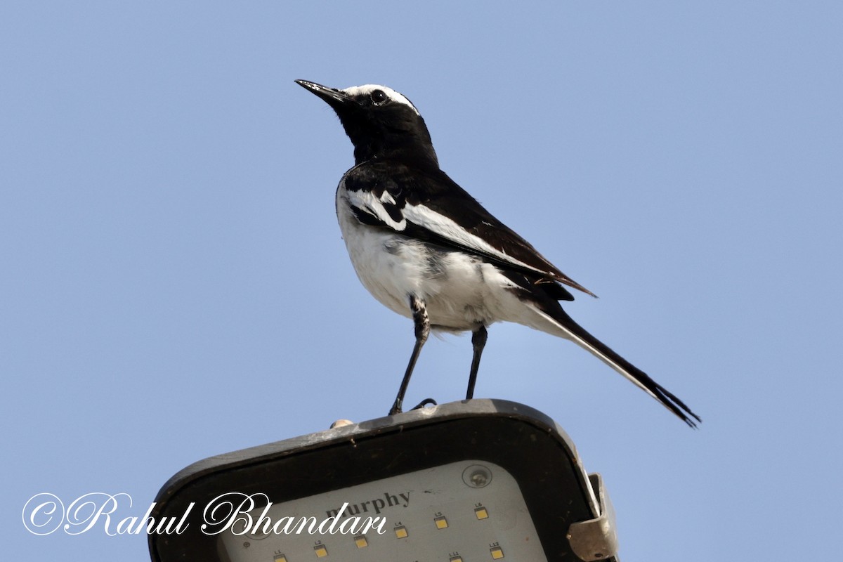 White-browed Wagtail - ML619166551