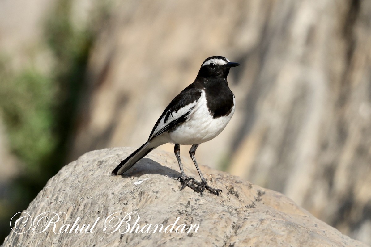 White-browed Wagtail - ML619166555