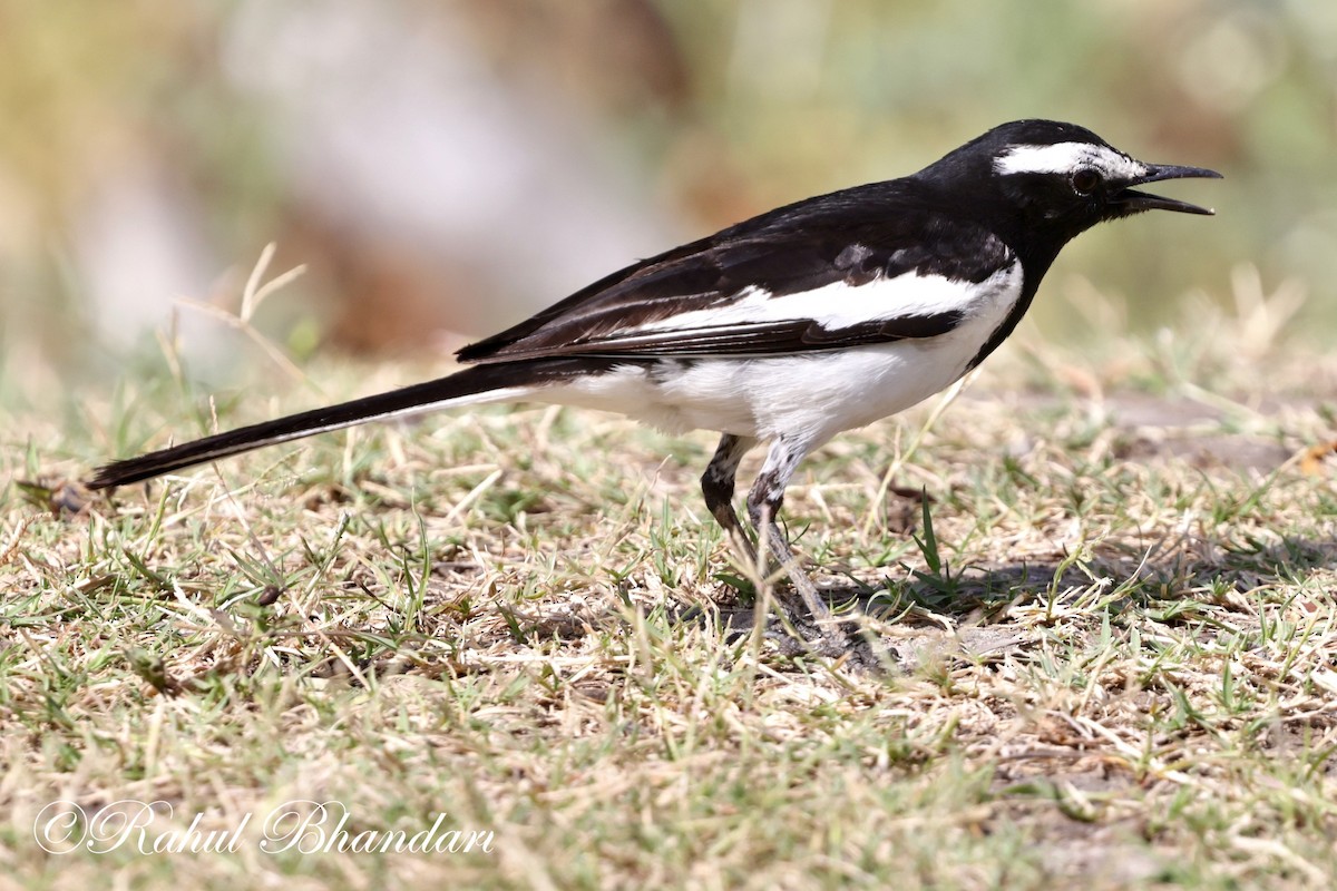 White-browed Wagtail - ML619166586