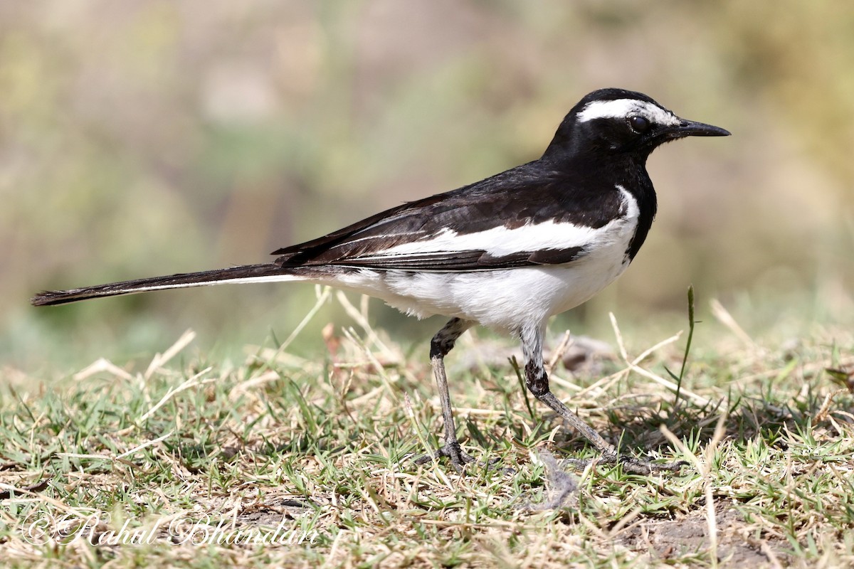 White-browed Wagtail - ML619166587