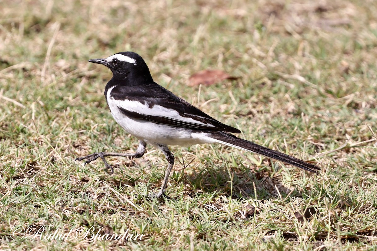 White-browed Wagtail - ML619166588