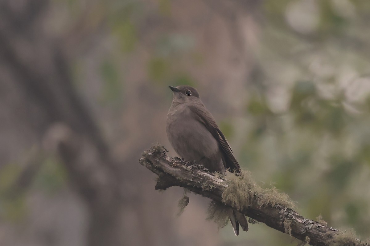 Townsend's Solitaire - ML619166680
