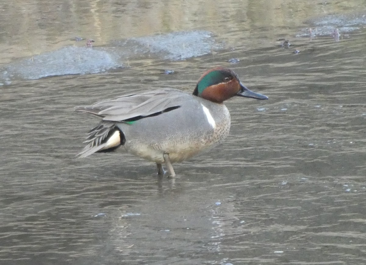 Green-winged Teal - ML619166686