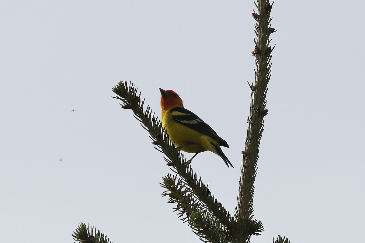 Western Tanager - ML619166724