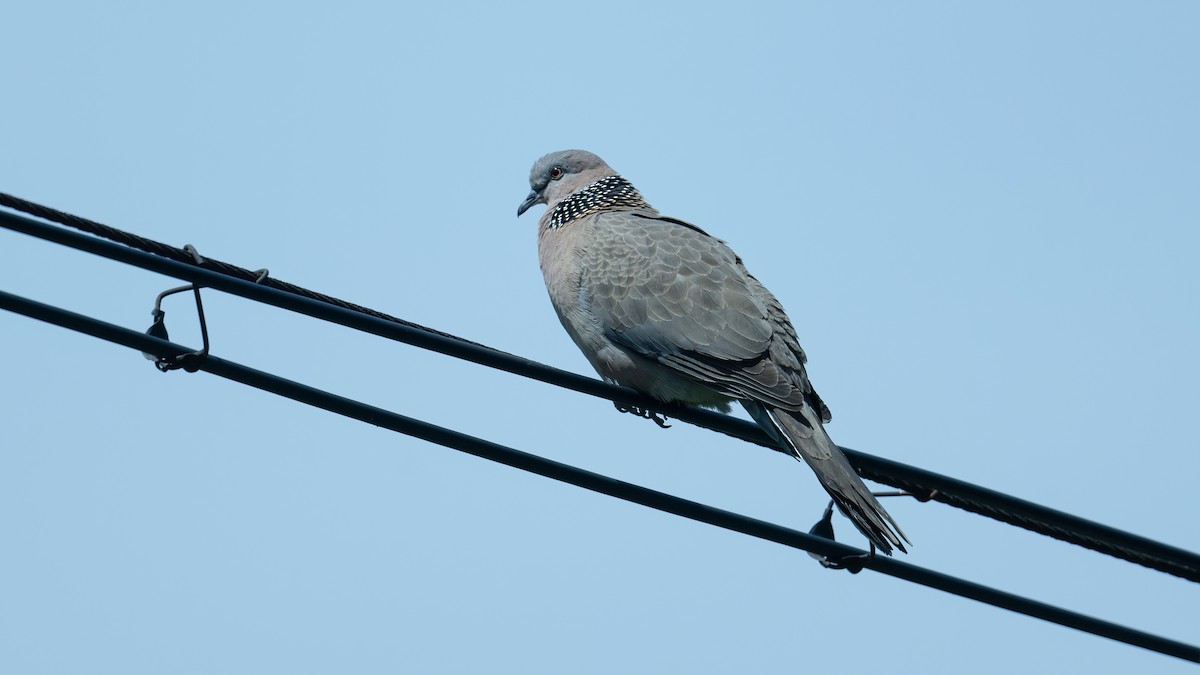 Spotted Dove - ML619166732
