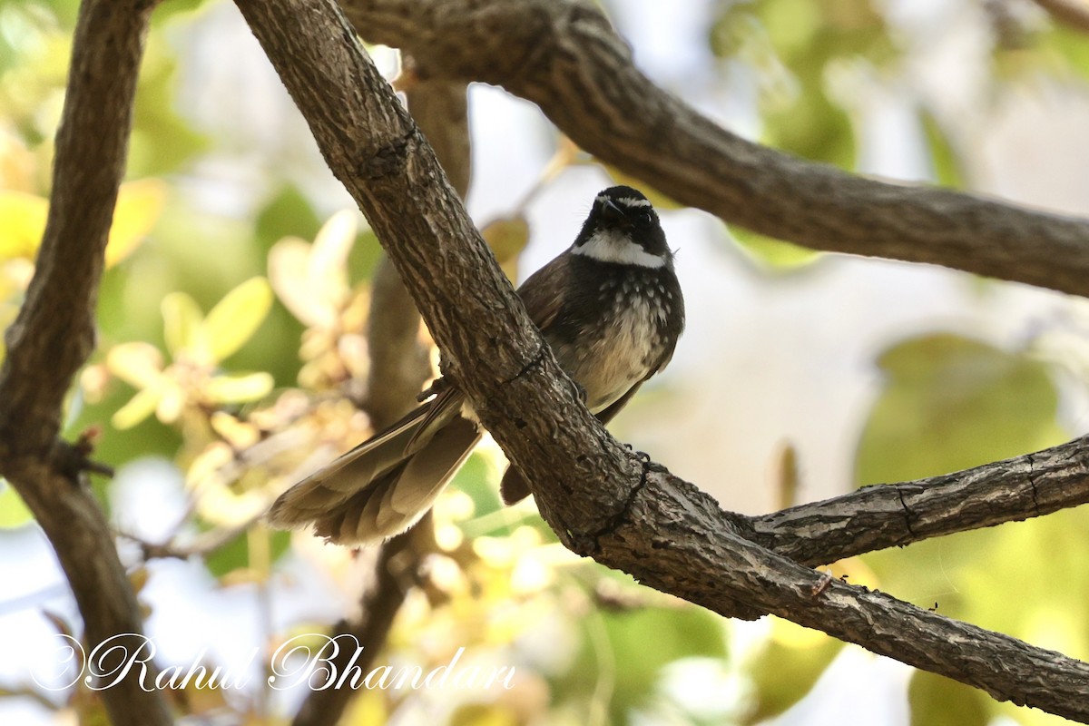 Spot-breasted Fantail - ML619166763