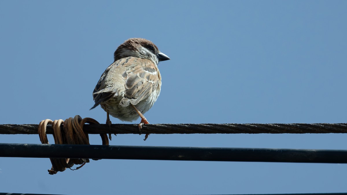 Eurasian Tree Sparrow - ML619166797