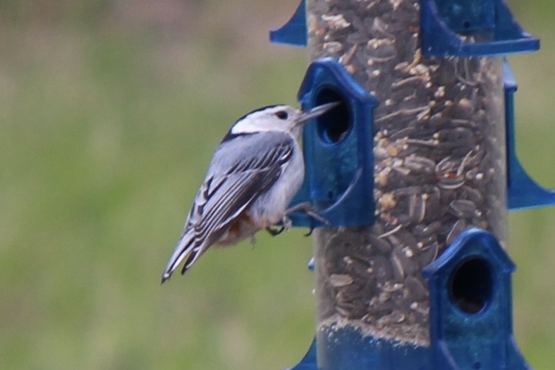 White-breasted Nuthatch - ML619166827