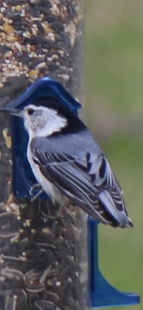 White-breasted Nuthatch - ML619166828