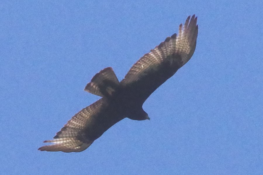 Turkey Vulture - ML619166856