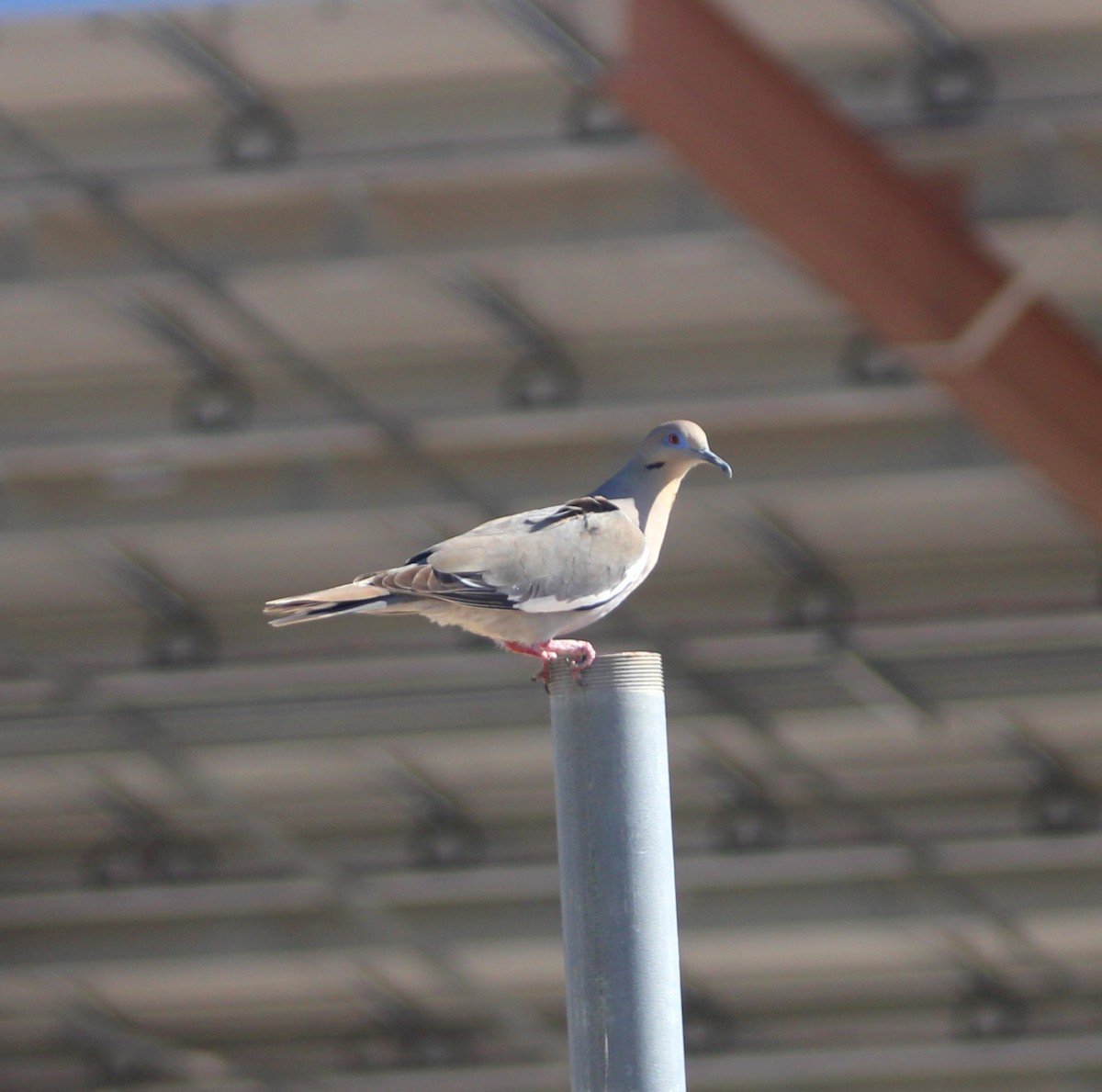 White-winged Dove - ML619166909