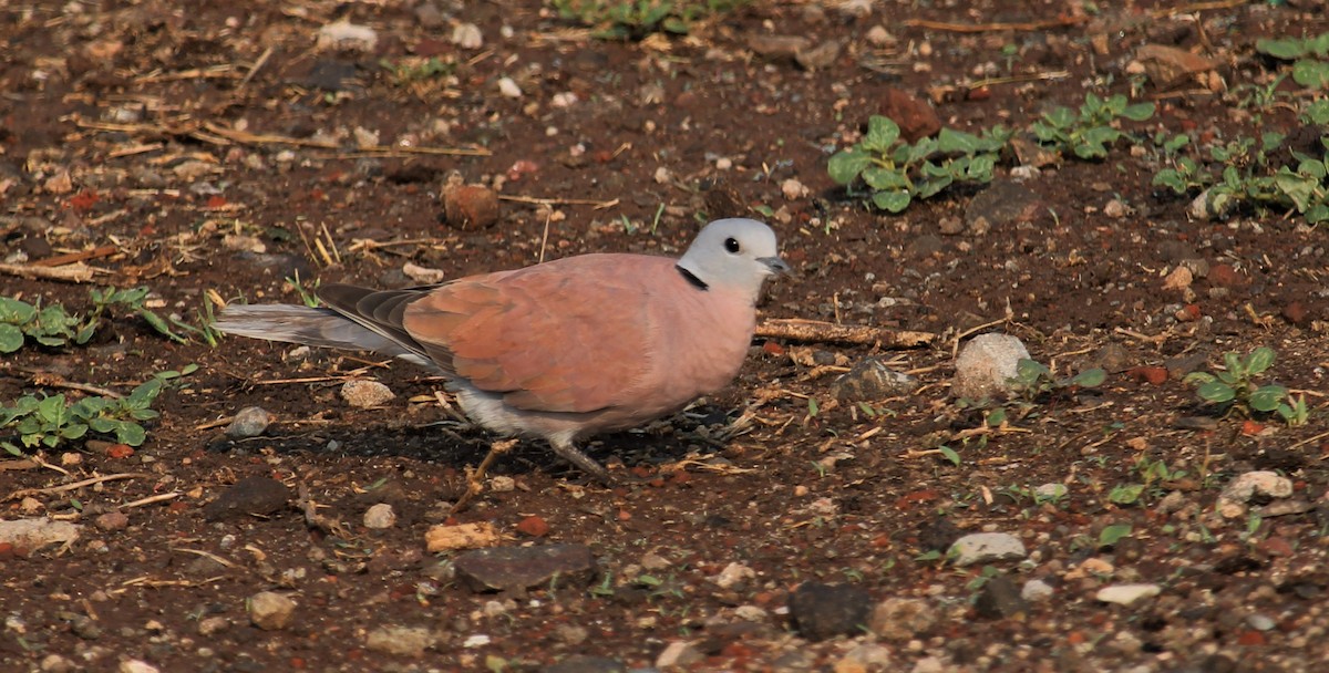 Red Collared-Dove - ML619166911