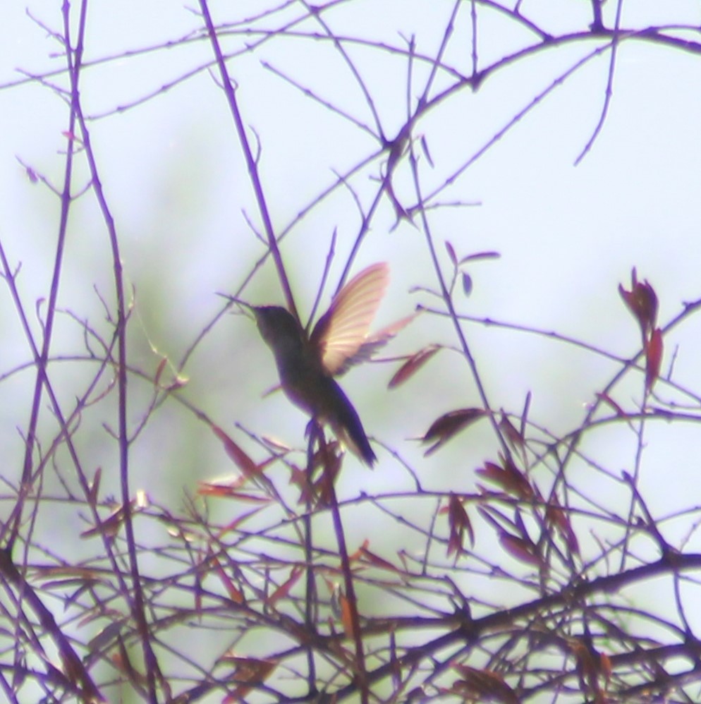 Anna's Hummingbird - ML619166923