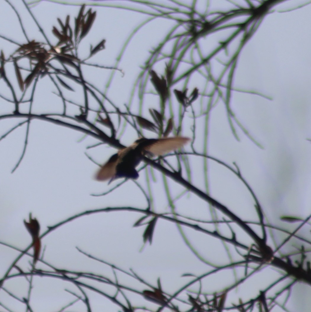 Anna's Hummingbird - ML619166924