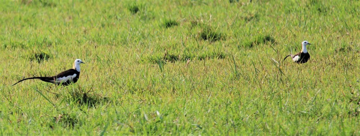 Pheasant-tailed Jacana - ML619166927