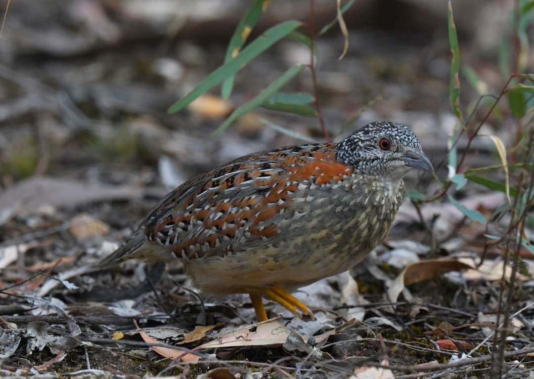 Painted Buttonquail - ML619166943