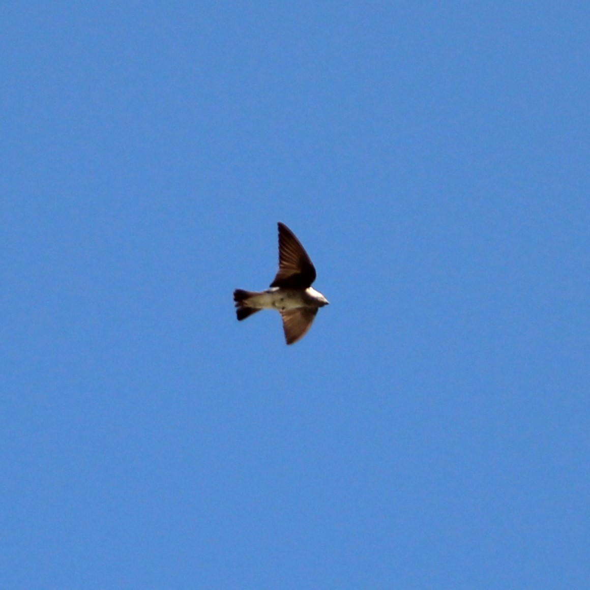 Northern Rough-winged Swallow - ML619167005