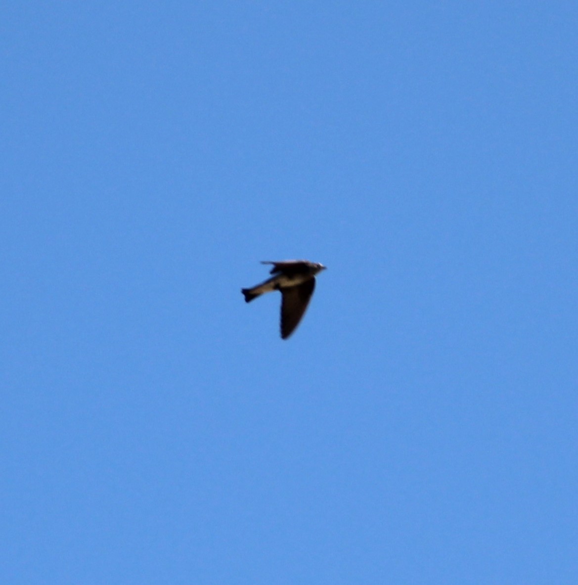 Northern Rough-winged Swallow - ML619167008