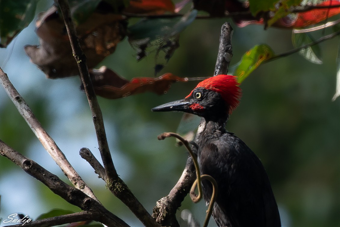 Andaman Woodpecker - ML619167069