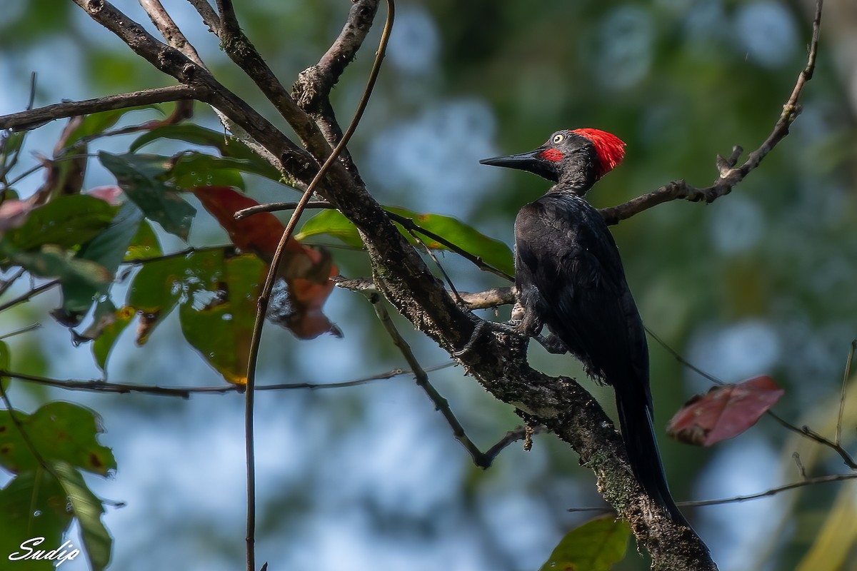 Andaman Woodpecker - ML619167070