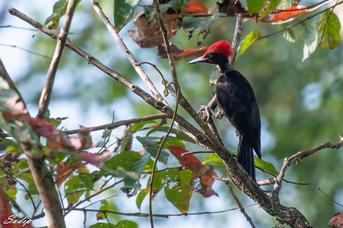 Andaman Woodpecker - ML619167071