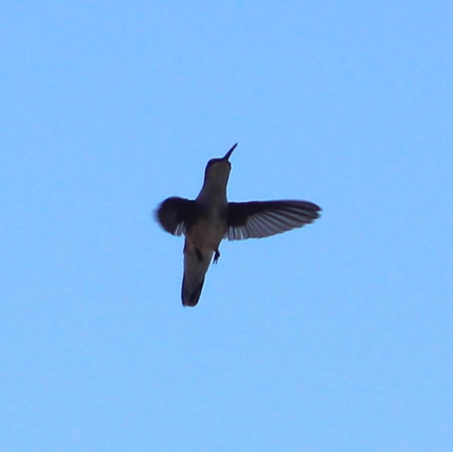 hummingbird sp. - ML619167073