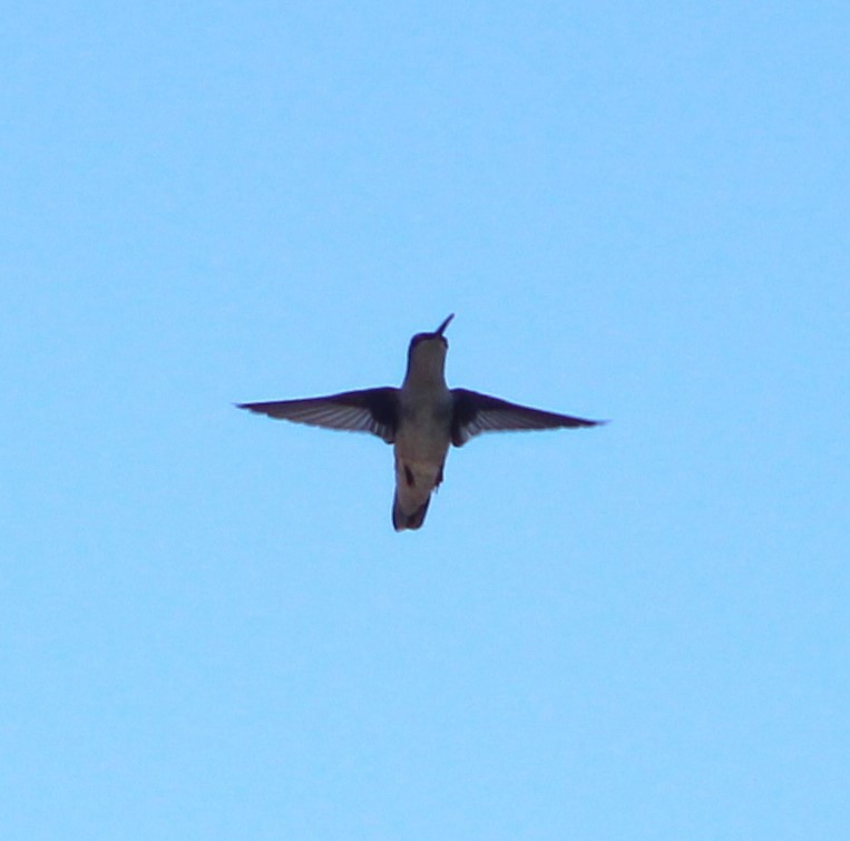 hummingbird sp. - ML619167075