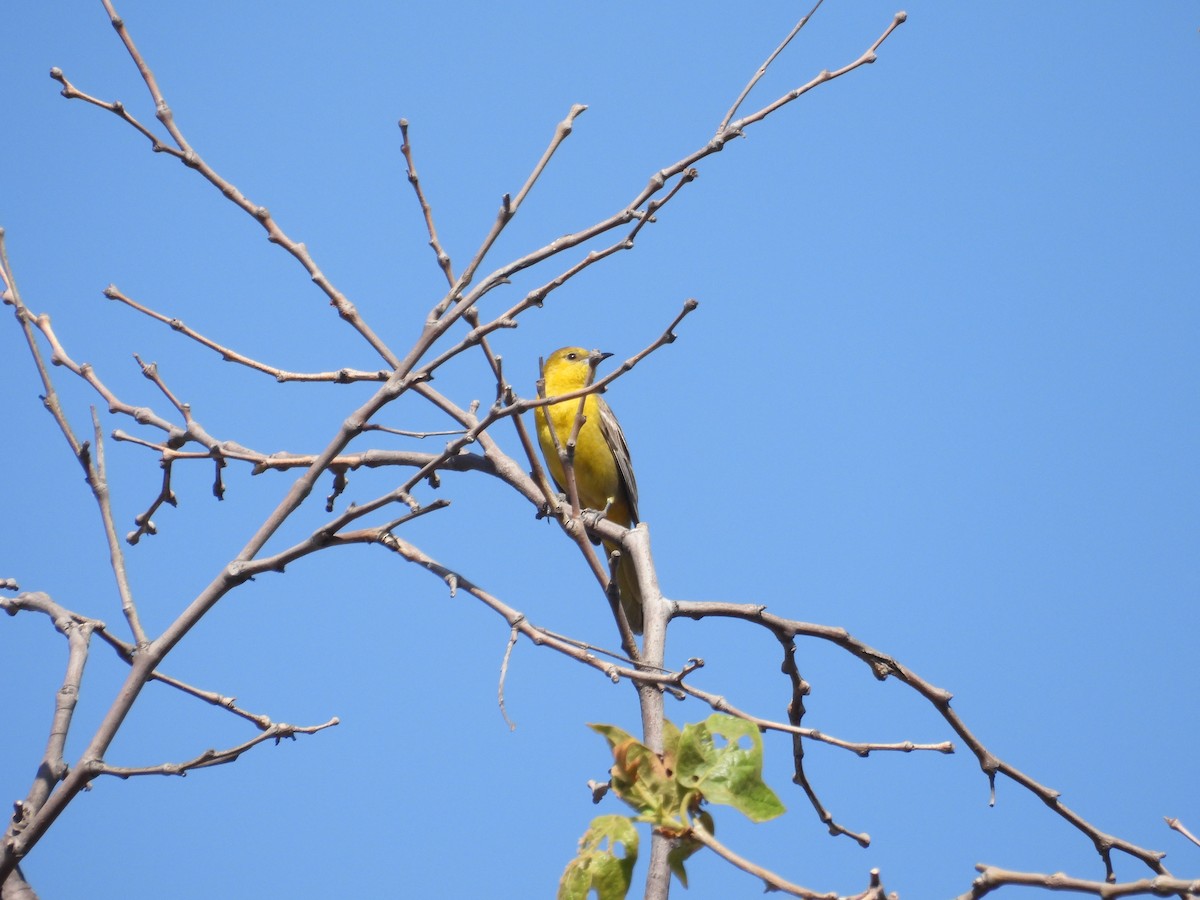 Western Tanager - ML619167101