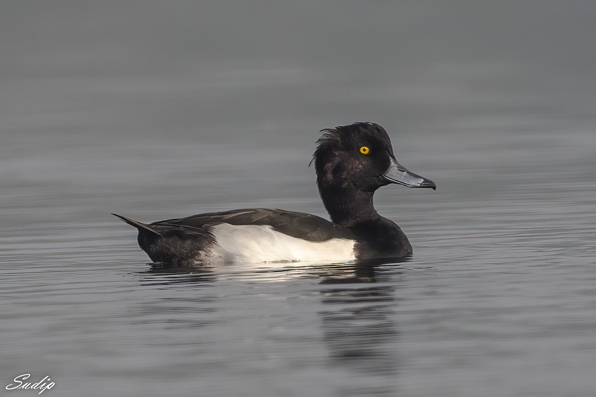 Tufted Duck - ML619167103