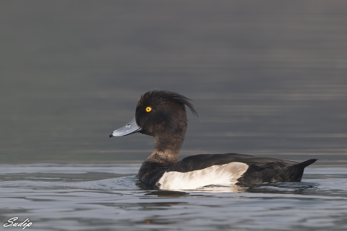 Tufted Duck - ML619167104