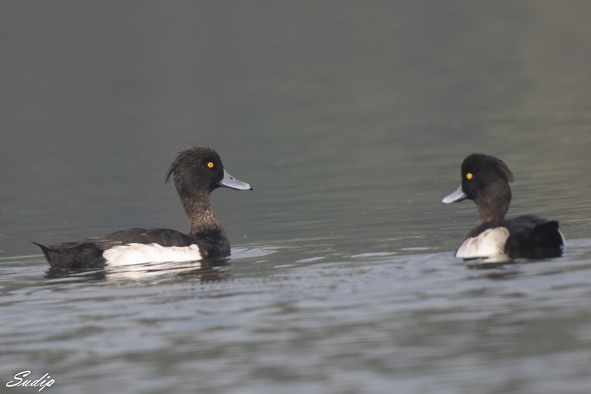 Tufted Duck - ML619167106