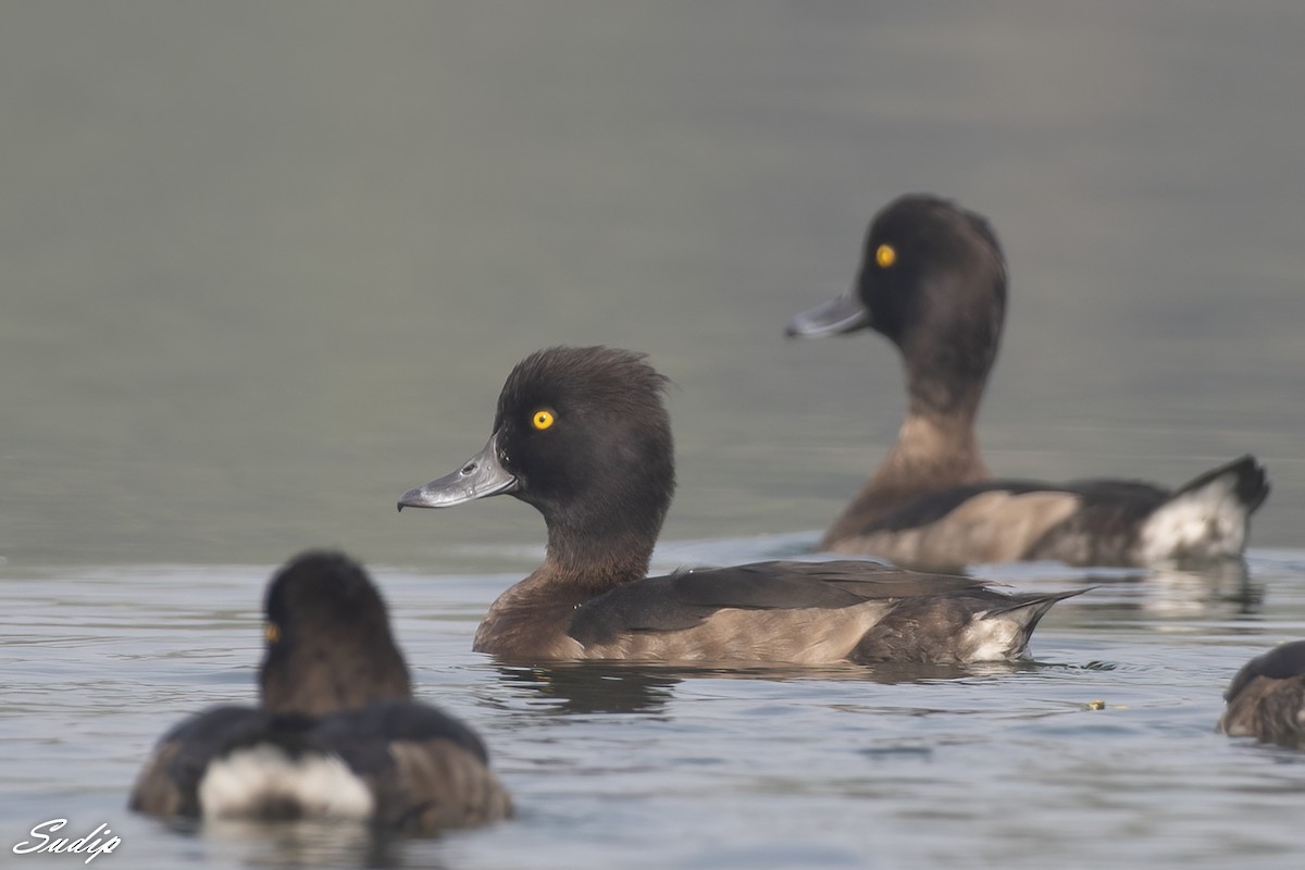 Tufted Duck - ML619167107