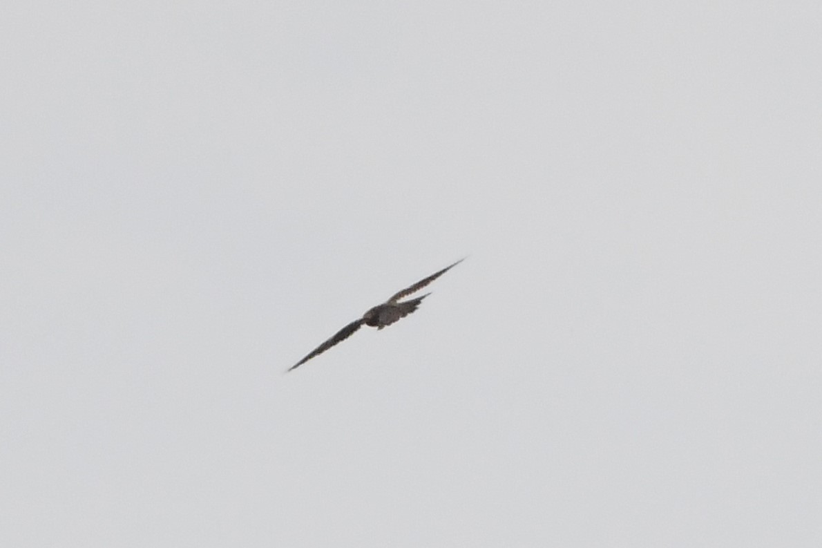 Peregrine Falcon (Eurasian) - ML619167124
